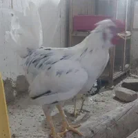 خروس نژاد دار گلین