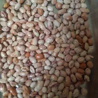 فروش لوبیا چیتی زودپز با طعم مرغوب