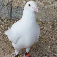 کبوتر سفید زیبا