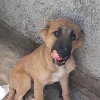 سگ ماده نژاد خراسان
