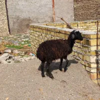 بره شیرمست نر۲۰