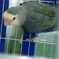 طوطی برزیلی ماده معاوضه