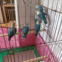 طوطی برزیلی
