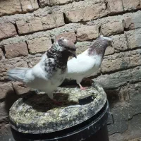 قرمز باش نرو ماده سالم