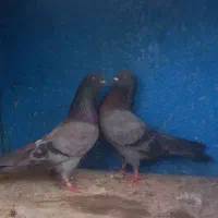 کفتر ۳تا سبز گرفتنی