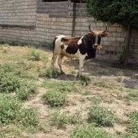 گاو دورگ محلی آبس ۴ماه