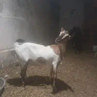 بزه.چینی. ابست