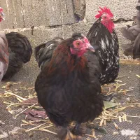 مرغ و خروس کوشین ۳ مرغ دو خروس