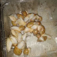 حلزون زینتی