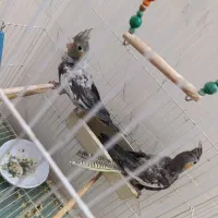 دو‌عدد‌‌‌ جوجه‌ عروس هلندی ‌۵۰‌روزه