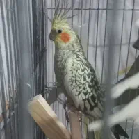عروس هلندی دم تخم و مولد