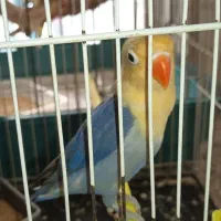 کوتوله پاربلو دستی صحبتی