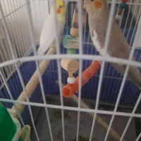 عروس هلندی