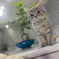 گربه|گربه|سهند, |دیوار