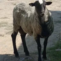 حیوان