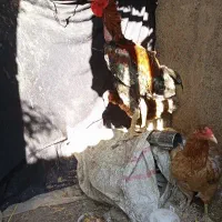 خروس لاری