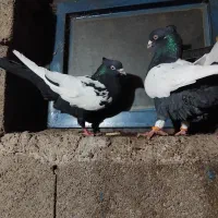 کبوتر|پرنده|کوهین, |دیوار