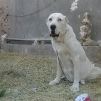 سگ ماده ودوتا توله ماده