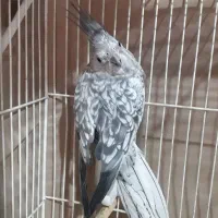 عروس هلندی وایت فیس ماده