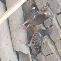 کبوتر
