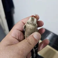 سهره دورگ دارابی ماده رابرا