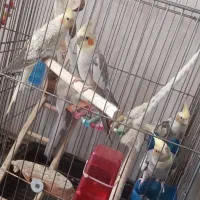 عروس هلندی های بالغ