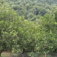 فروش زمین ۴۲۰متری پلاک جنگل ویوعالی سند