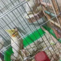 جفت عروس پاریس یا هلندی