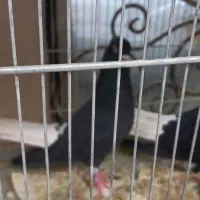 یک جفت زاغ دم سفید