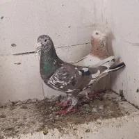 جفتگاه سار و ساده