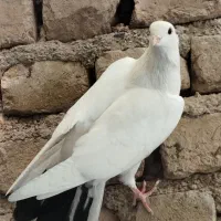 کفتر زیبای تهرانی