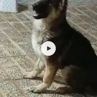 توله نه ماه شولاین