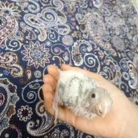 گرینچیک سرلاکی