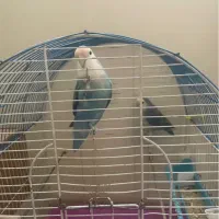 طوطی برزیلی نر و ماده