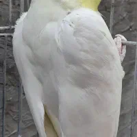 عروس هلندی