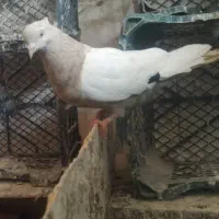 کفتر|پرنده|آبادان, |دیوار