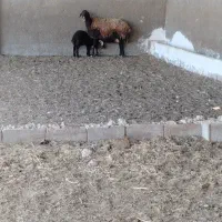 میش و بره