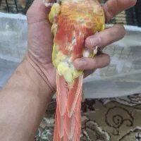 گرینچیک آناناسی ردفکتور