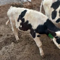 گوساله سمینتال