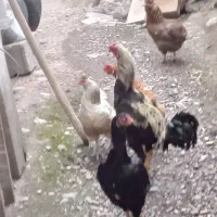خروس لاری ۱ ساله باحال فروش فوری