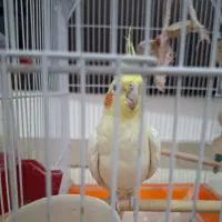 عروس هلندی