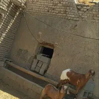 دو تا بز|حیوانات مزرعه|میاندوآب, |دیوار