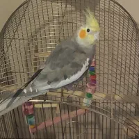 عروس هلندی گم شده