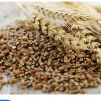 خوراک دام (سبوس گندم با بهترین و بالاترین کیفیت)