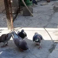 کبوتر پلاکی