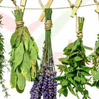 دارو گیاهی کوهی برای زخم های عفونی شدید