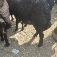 میش موفر سیم
