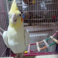 پرنده|پرنده|تهران, شوش (باغ آذری)|دیوار
