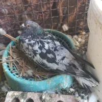 سور نر