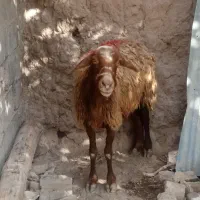 میش